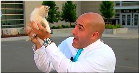 Stray Kitten Interrupts Live Newscast, Meowing for Help