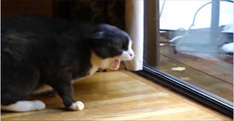 This Cat Just Spotted A Strange Visitor Outside, And Wait Till You See Who It Is!