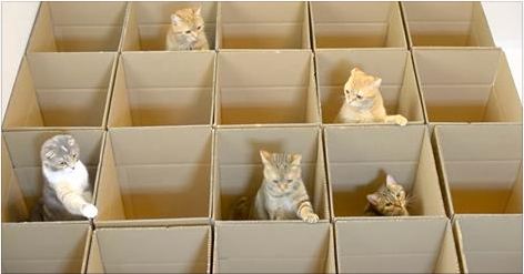 This Video Of Curious Cats Playing In Boxes Is The Best Thing You’ll See All Day!