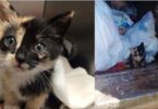 Trash-Worker-Saves-Tiny-Kitty-Found-in-His-Truck