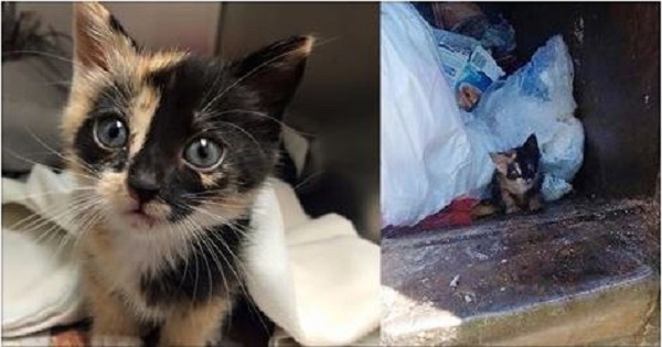 Trash-Worker-Saves-Tiny-Kitty-Found-in-His-Truck