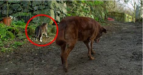 What This Cat Does For His Dog Friend Moved Me To Tears. Now THIS Is Why I Love Animals!