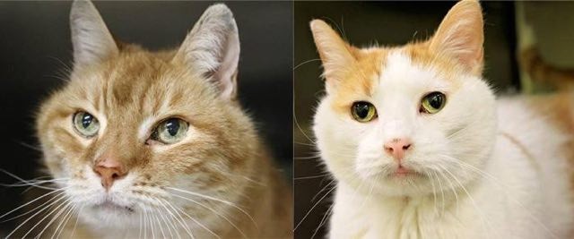 Woman Adopts Senior Cat, Comes Back to Shelter for His Old Friend