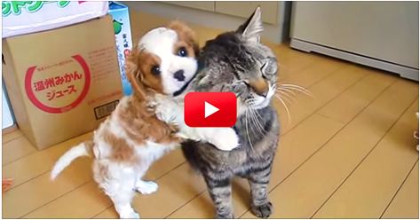 Wow! What A Patient Cat. Look At How Well He Handles His New Family Member!