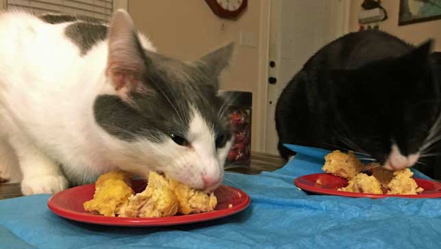 This Cat Eating A Cake On His Birthday Is Hilariously Adorable