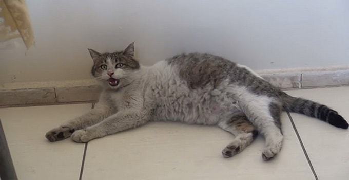 Pregnant Cat Arrives at Health Clinic in Turkey Meowing for Some Help …
