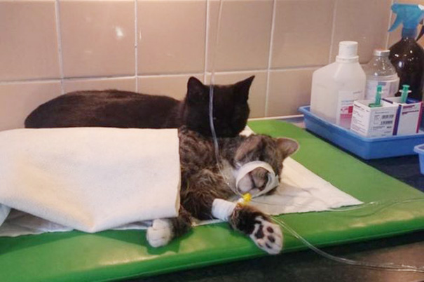 Vets Were About To Put This Cat Down. What Happened Instead Will Melt Your Heart.