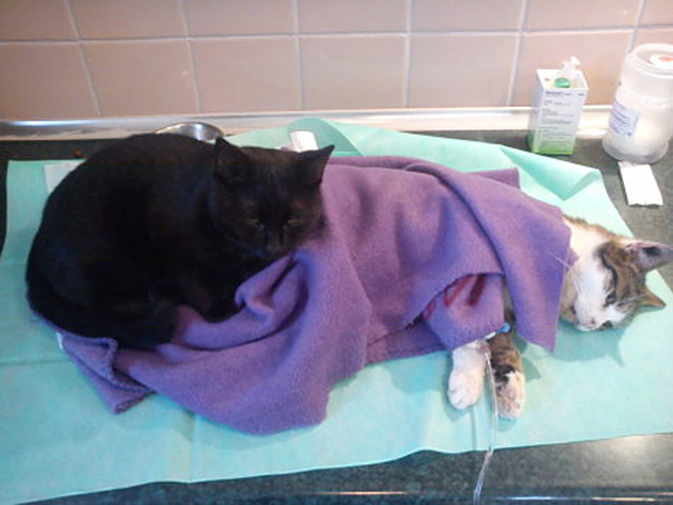 Vets Were About To Put This Cat Down. What Happened Instead Will Melt Your Heart.