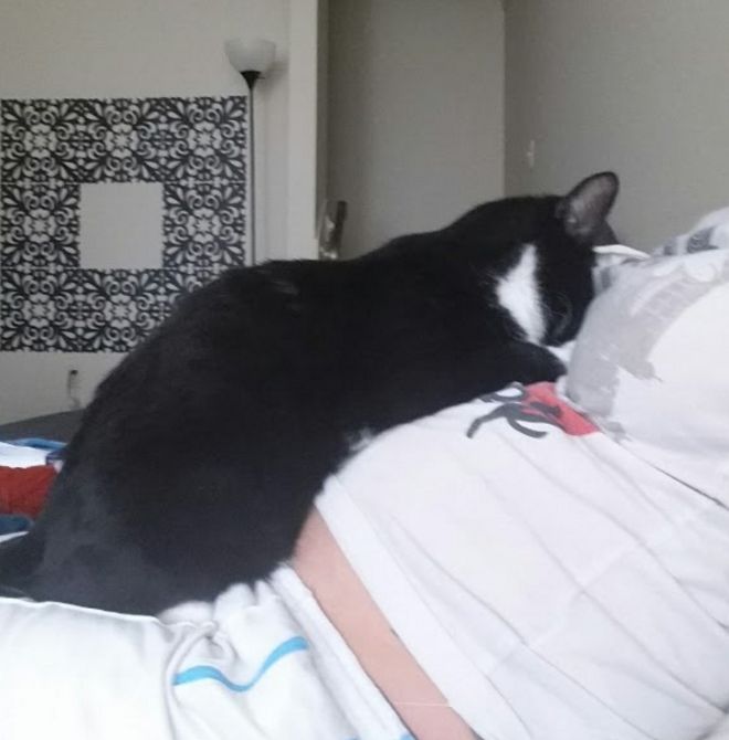 Her Cat Loves Sleeping On Her Pregnant Belly… But Watch When The Baby Finally Comes!