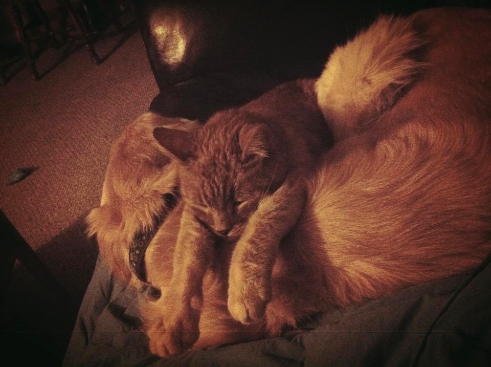 Dog Missed Having a Cat, So They Found Him a New Kitty Friend