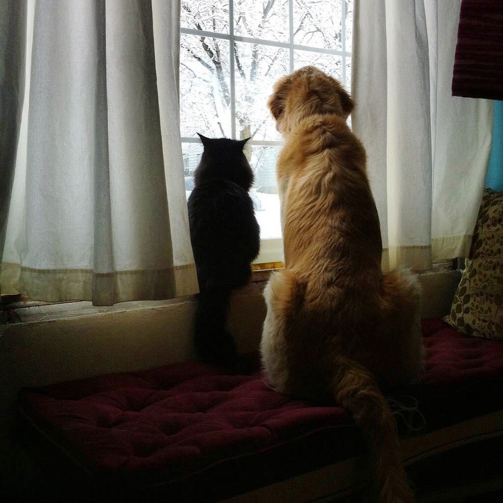 Dog Missed Having a Cat, So They Found Him a New Kitty Friend