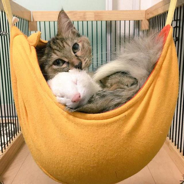 Rescue Kitten Adopted By Five Ferrets Now Thinks She’s A Ferret Too