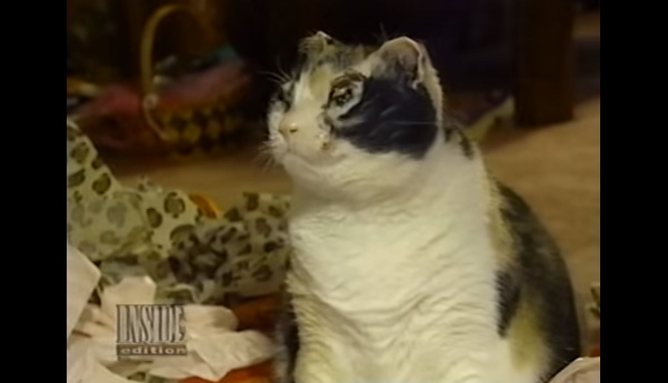 Her 5 Kittens Were Trapped In A Burning Building. But Then This Cat Did Something ASTONISHING.