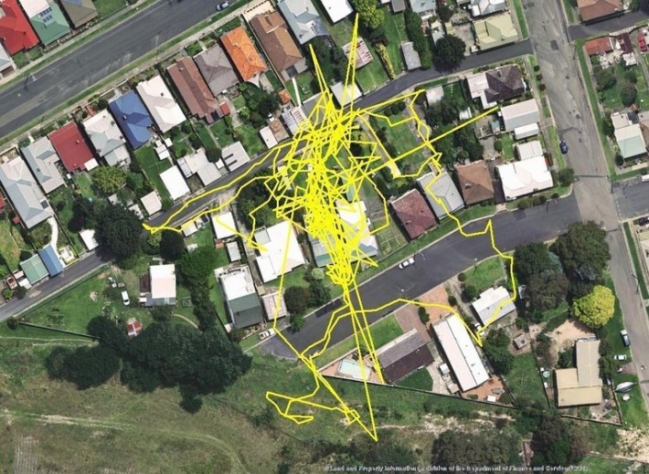She Let Her Cat Out With A GPS Tracker… When She Saw What He Secretly Does It Left Her Stunned.