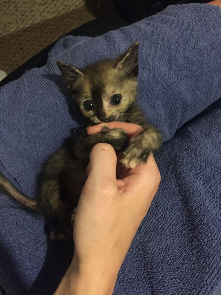 Feral Kitten Found in Pouring Rain, What a Change One Day Can Make