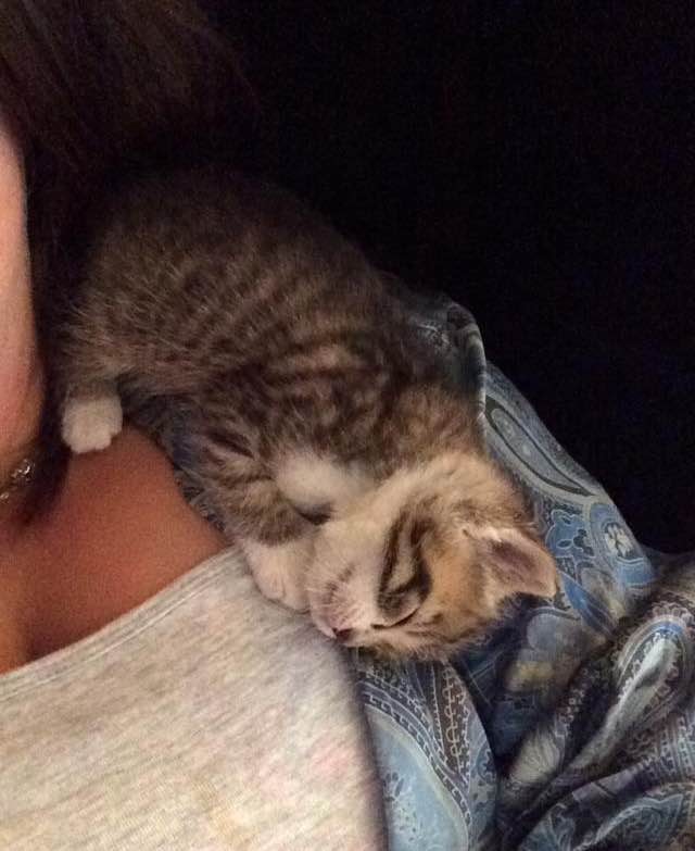 Junk Yard Kitten Experienced His First Hug, Couldn't Stop Cuddling His Rescuer Since