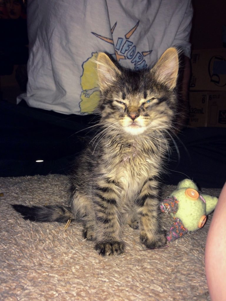 Kitten Found with Nothing to Eat But Beetles Now Guards His Forever Humans from Bugs