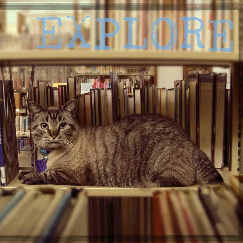 Library Cat is Being Taken Away from the Place He Calls Home After 6 Years