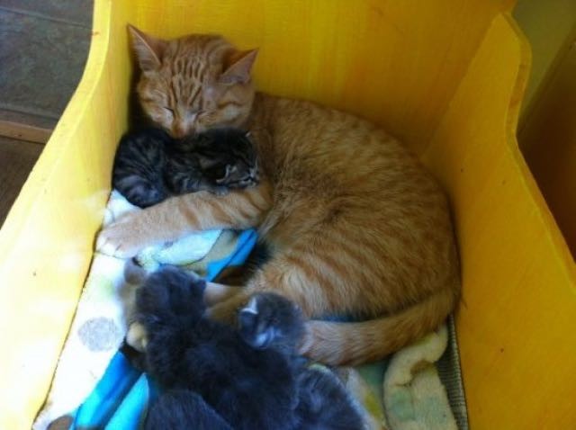 Male Cat With Special Needs Nurtures Litter of Orphaned Kittens