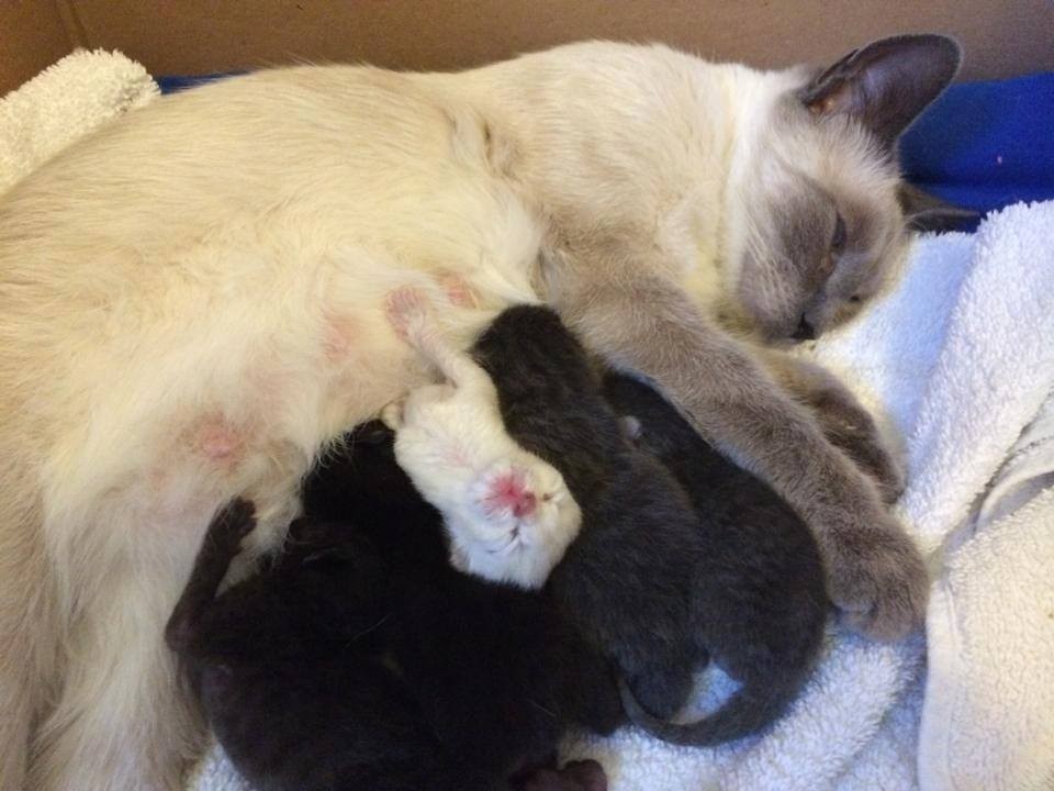2 Bonded Siamese Cats Reunited at Foster Home, the Cat Father Never Leaves His Family's Side