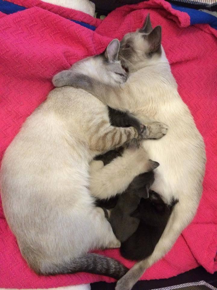 2 Bonded Siamese Cats Reunited at Foster Home, the Cat Father Never Leaves His Family's Side