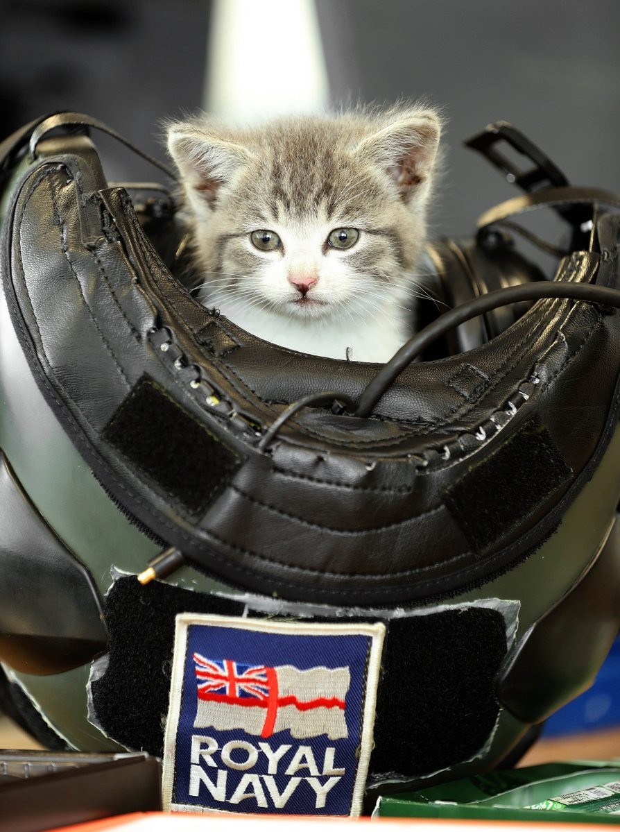 Kitten Travels in Pilot's Car for 300 Miles and Finds His Way into the Navy