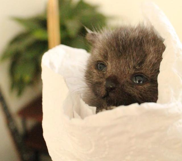 She Found This Tiny Kitten Out In The Pouring Rain, And What She Did Is Absolutely Incredible.