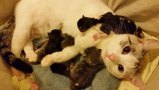 A stray cat chose a family to help her bring her tiny kitties warm and safely into the world.