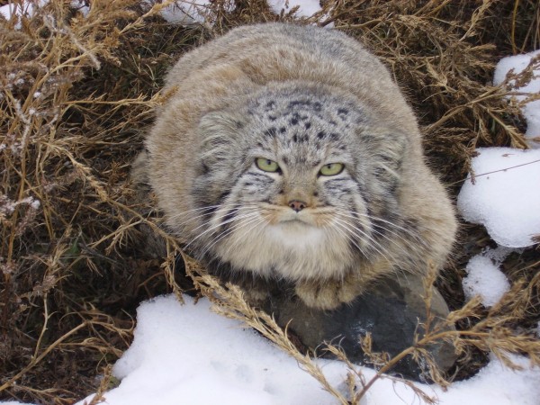 A Russian Farmer Found This Strange Kitten In His Barn… And It Turned Out To Be So Much More.