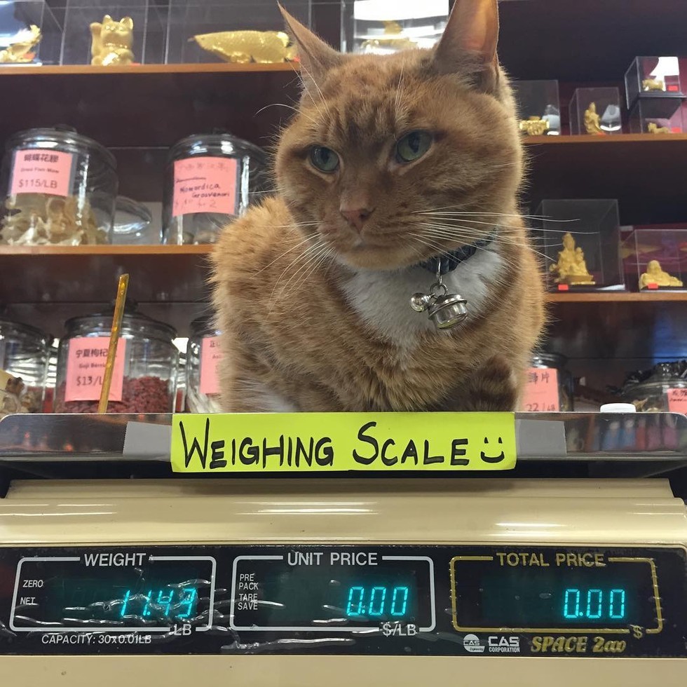Ginger Cat Runs a Store for 9 Years and Has Never Taken a Day Off