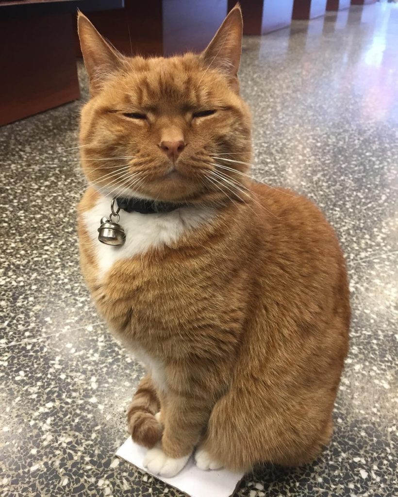 Ginger Cat Runs a Store for 9 Years and Has Never Taken a Day Off