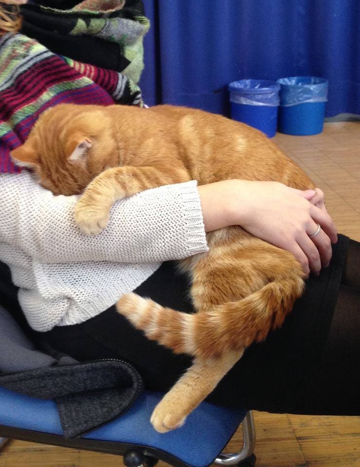 Cat Comes to University Every Day So She Can Rescue Students with Cuddles