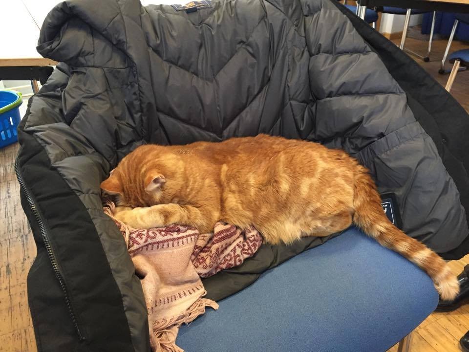 Cat Comes to University Every Day So She Can Rescue Students with Cuddles