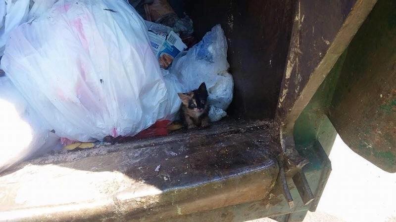 Trash Worker Saves Tiny Kitty Found in His Truck
