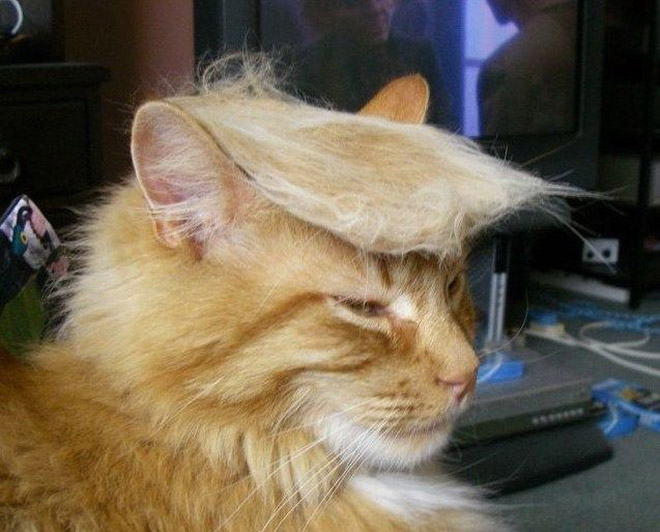 People Are Turning Their Cats Into Donald Trump, And The Results Are Hilarious!