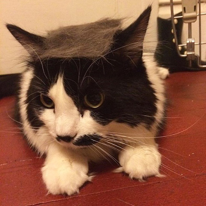 People Are Turning Their Cats Into Donald Trump, And The Results Are Hilarious!