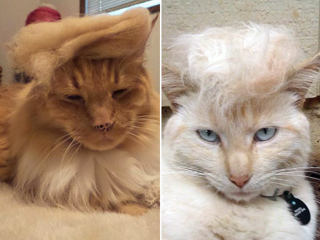 People Are Turning Their Cats Into Donald Trump, And The Results Are Hilarious!