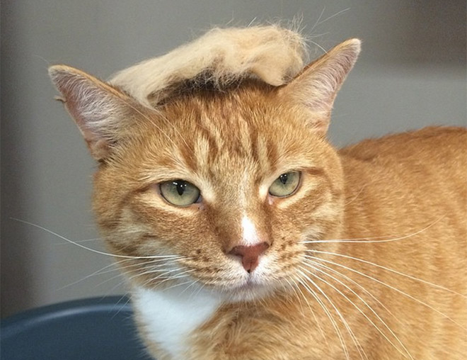 People Are Turning Their Cats Into Donald Trump, And The Results Are Hilarious!