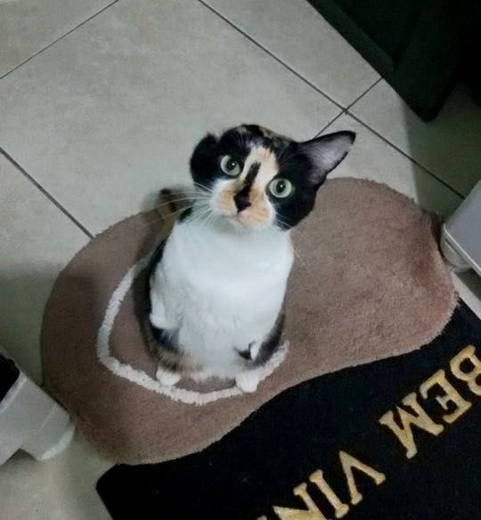 This Cat Born With Two Legs And One Ear Will Melt Your Heart!