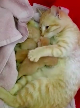 Wobbly Cat Mama Found Safe Place for Her Babies and Now Can't Stop Cuddling Them