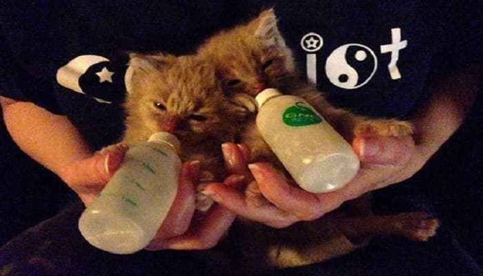 Two Kittens Found Inside Large Zip-loc Bag, Thrown into a Garbage Can, Then and Now!