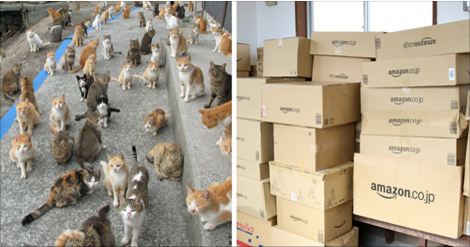 “Cat Island” Almost Ran Out Of Food, Until The Internet Helped!