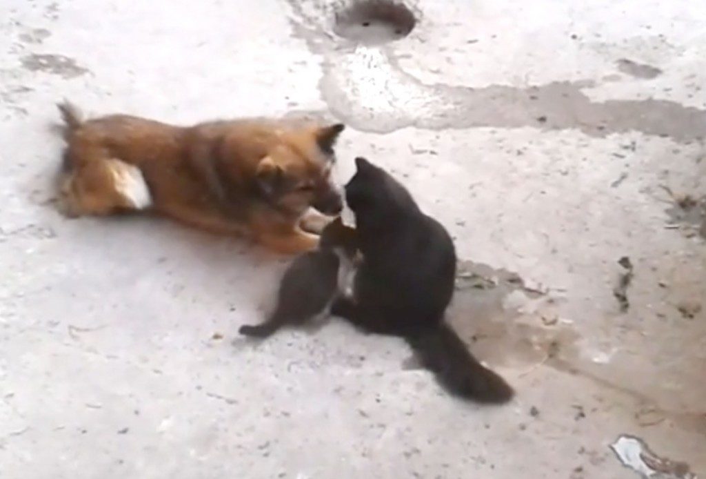 Watch This Cat Introduce Her Litter Of Kittens To Her Old Friend… This Is So Precious!