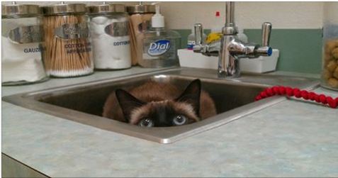 12 Cats Trying To Hide From The Vet…Awww