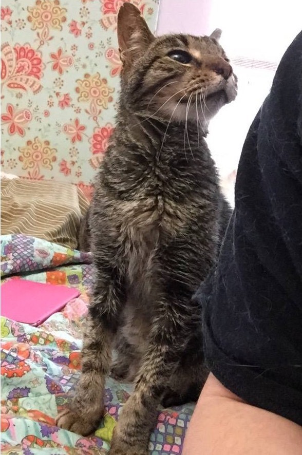 16-Year-Old Cat Lost His only Home, Tells His New Family How Happy He is to be Loved Again