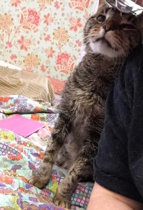 16-Year-Old Cat Lost His only Home, Tells His New Family How Happy He is to be Loved Again