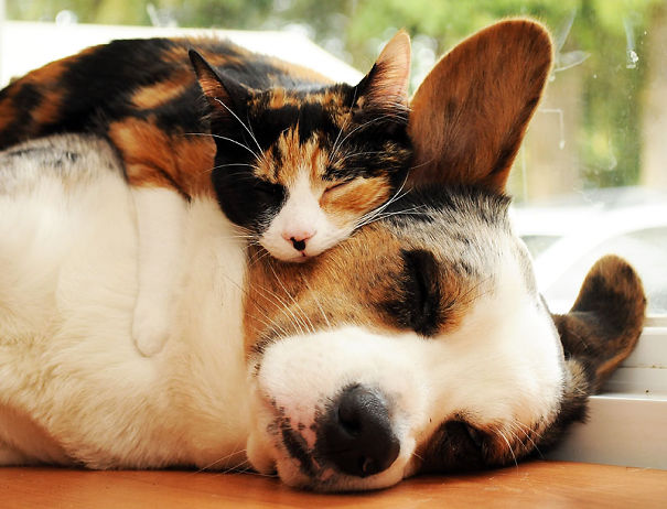 These 25 Cats Are Taking Naps To A Whole New Level. I Can’t Handle The Cuteness.