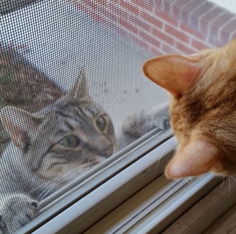 Cats Keep Showing Up At Woman's Door To Ask For Help