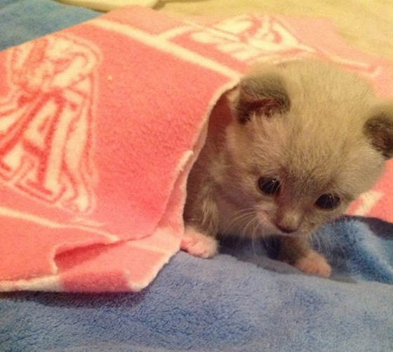 3 Day Old Kitten Tossed From Vehicle Gets A New Life