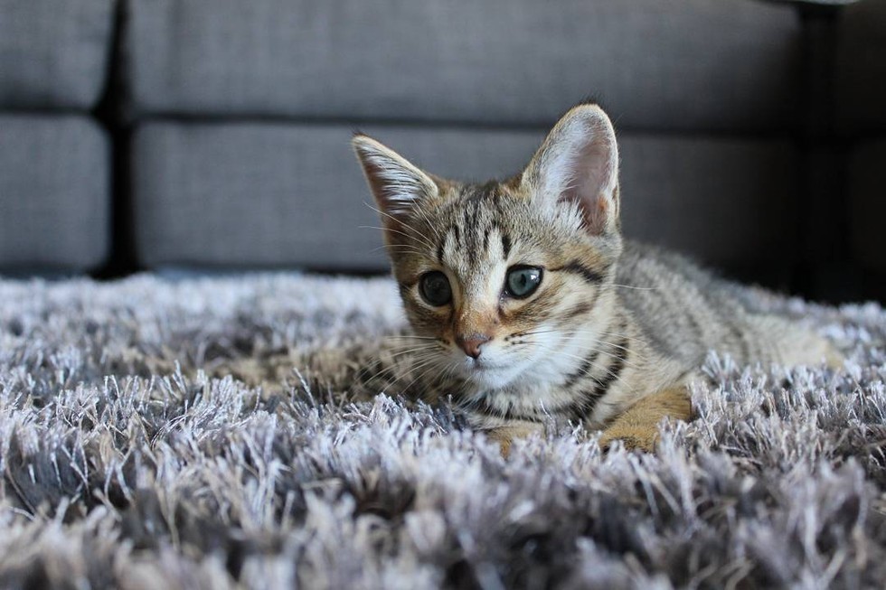 You Have To See This Kitten’s Face When He Gets A Forever Home!